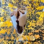 Best Hazelnut Chocolate Flute in Briarcliff Manor, NY